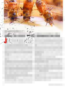 STEPHEN AUSMUS ( K10288-6)  Honey bees devour a new, nutrient-rich artificial diet, the result of 5 years of research.  MegaBee: New Food for America’s Beleaguered Honey Bees