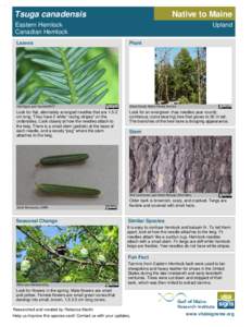 Abies / Pinaceae / Fir / Twig / Hemlock / Tanbark / Tsuga heterophylla / Fraser Fir / Flora of the United States / Flora / Tsuga