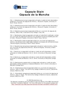 Microsoft Word - capsule_stain_spanish.doc