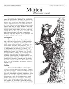 Wildlife Notebook Series No. 4  Utah Division of Wildlife Resources Marten