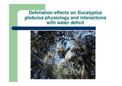 Defoliation effects on Eucalyptus globulus physiology and interactions with water deficit Introduction