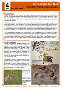 Mai Po Wildlife Fact Sheet Shorebird Ringing and Leg-flagging Shorebird Ringing Ringing is one of the many research techniques used by scientists to study shorebird movements. The process involves the capture of birds us