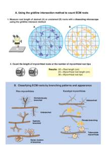 A. Using the gridline intersection method to count ECM roots 1. Measure root length of stained (A) or unstained (B) roots with a dissecting microscope using the gridline intersect method A.  B.