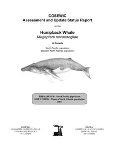 COSEWIC Assessment and Update Status Report on the Humpback Whale Megaptera novaeangliae