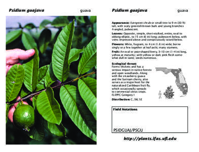 Botany / Psidium / Guava / Hawaiian cuisine / Psidium cattleianum / Psidium guajava / Ziziphus mauritiana / Flora / Biogeography / Invasive plant species