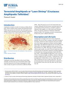 EENY-220  Terrestrial Amphipods or “Lawn Shrimp” (Crustacea: