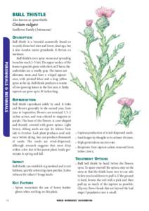Biota / Thistle / Cirsium vulgare / Biennial plant / Cirsium / Weed / Seed / Onopordum acanthium / Onopordum / Flora / Botany / Invasive plant species