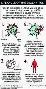 LIFE CYCLE OF THE EBOLA VIRUS One of the deadliest known viruses, Ebola can have a fatality rate of up to 90%. Infection triggers a severe immune response that damages cells and causes massive internal bleeding and organ