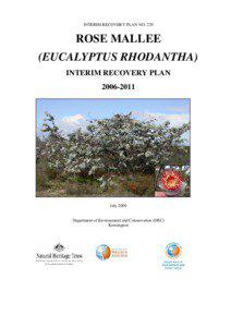 Watheroo /  Western Australia / Eucalyptus