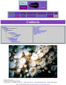 Palaeos Metazoa: Bilateria: Overview