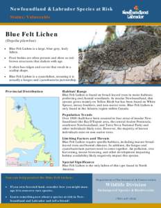 Newfoundland & Labrador Species at Risk Status: Vulnerable Blue Felt Lichen (Degelia plumbea) 