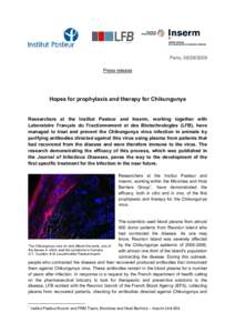 Les chercheurs de l’Institut Pasteur et de l’Inserm ont mis au point une solution pour soigner et prévenir l’infection par le Chikungunya