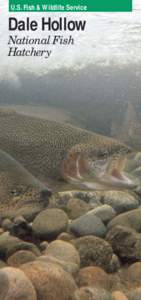 Rainbow trout / Fish hatchery / Obey River / Dale Hollow Reservoir / Neosho National Fish Hatchery / Allegheny National Fish Hatchery / Fish / Oncorhynchus / National Fish Hatchery System