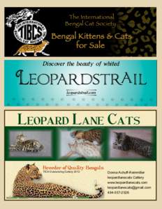 The International Bengal Cat Society Bengal Kittens & Cats for Sale Discover the beauty of whited