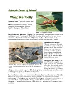 Colorado Insect of Interest  Wasp Mantidfly