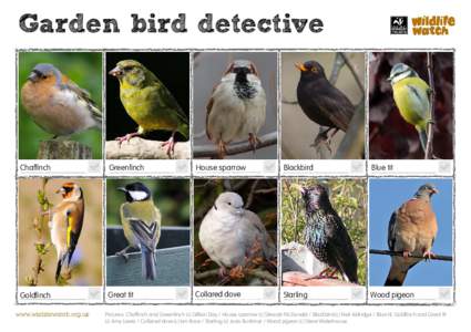 Garden bird detective  Chaffinch Greenfinch