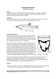 AUSTRALIAN GRAYLING Prototroctes maraena Status Vulnerable (Tasmanian Threatened Species Protection Act 1995); due to decline in populations resulting in rarity over much of its former range; VULNERABLE (Commonwealth Env