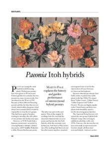 Photography by Martin Page  NEW PLANTS Paeonia Itoh hybrids EONIES are among the most