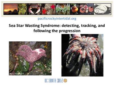 pacificrockyintertidal.org  Sea Star Wasting Syndrome: detecting, tracking, and following the progression  Photo: Melissa Miner