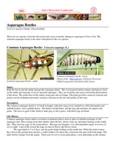 Phyla / Protostome / Crioceris duodecimpunctata / Asparagus beetle / Asparagus / Taxonomy / Leaf beetle / Beetle / Chrysomelidae / Medicinal plants / Common asparagus beetle