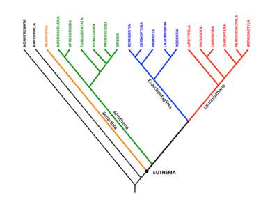 EUTHERIA	
    MAJOR	
  EUTHERIAN	
  CLADES	
   XENARTHRA	
    AFROTHERIA	
  