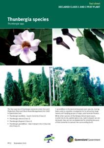 Fact sheet DECLARED CLASS 1 AND 2 PEST PLANT Thunbergia species Thunbergia spp.