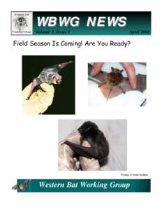 Vesper bats / Animal flight / Little brown bat / Long-eared Myotis / Big brown bat / Merlin Tuttle / Bats / Mouse-eared bats / Pollinators