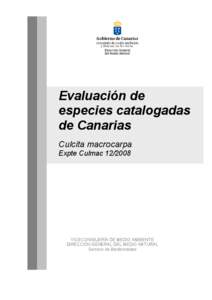 Microsoft Word - Culcita macrocarpa_08 _SRN.doc