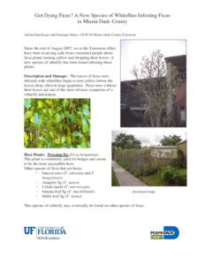 Got Dying Ficus? A New Species of Whiteflies Infesting Ficus in Miami-Dade County Adrian Hunsberger and Henrique Mayer, UF/IFAS Miami-Dade County Extension Since the end of August 2007, we at the Extension office have be