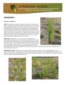 HORSEWEED Conyza canadensis THREAT: Horseweed, also known as marestail or fleabane, is a native of North America, although it has naturalized in many parts of the world. It is often found growing along right-of-ways, and