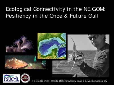 Ecological Connectivity in the NE GOM: Resiliency in the Once & Future Gulf Felicia Coleman, Florida State University Coastal & Marine Laboratory  The Gulf of Mexico Basin