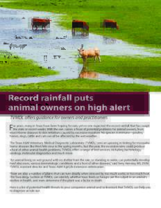 Record rainfall puts animal owners on high alert TVMDL offers guidance for owners and practitioners F