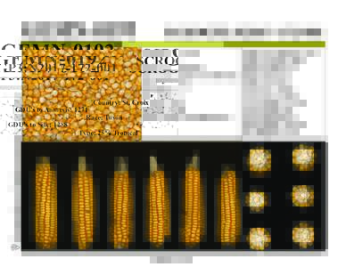 Germplasm Enhancement of Maize  GEMN-0192 SCROGP3:N2017Country: St. Croix