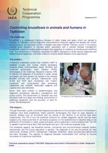 September[removed]Controlling brucellosis in animals and humans in Tajikistan The challenge… Brucellosis is a widespread infectious disease of cattle, sheep and goats, which can spread to