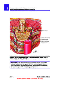 2  Intercostal Vessels and Nerve, Posterior Intercostal nerve