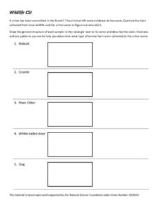 Wildlife CSI A crime has been committed in the forest!! The criminal left some evidence at the scene. Examine the hairs collected from local wildlife and the crime scene to figure out who did it. Draw the general structu