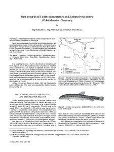 First records of Cobitis elongatoides and Sabanejewia baltica (Cobitidae) for Germany by