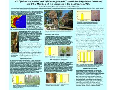 Curculionidae / Woodboring beetles / Lindera / Sordariomycetes / Xyleborus glabratus / Lindera melissifolia / Persea borbonia / Ophiostoma / Ambrosia beetle / Magnoliids / Laurales / Plant taxonomy