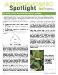 SM  Brown Stem Rot and Sudden Death Syndrome in Soybean