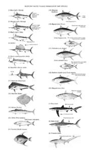 Yellowfin tuna / Tuna / Bigeye tuna / Thresher shark / Albacore / Atlantic bluefin tuna / Little tunny / Fish / Scombridae / Sport fish