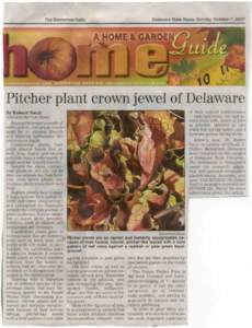 Delaware State News, Sunday, October 7, 2007  The Downstate Daily Pitcher plant crown jewel of Delaware By Robert Naczi