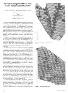 Dicroidium foliage from Mount Falla, central Transantarctic Mountains  1L