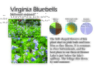 Virginia Bluebells Mertensia virginica Prefers light shade to partial sun