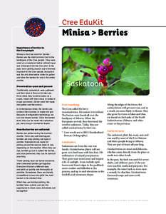 Flora / Medicinal plants / Amelanchier alnifolia / Flora of Saskatchewan / Central Algonquian languages / Cree language / Saskatoon / Fruit / Sambucus / Flora of the United States / Berries / Botany