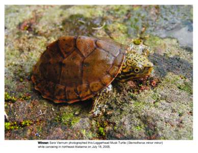 Winner: Sara Viernum photographed this Loggerhead Musk Turtle (Sternotherus minor minor) while canoeing in northeast Alabama on July 18, 2005. May 2011 Sun