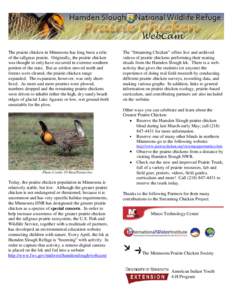 The prairie chicken in Minnesota has long been a relic of the tallgrass prairie. Originally, the prairie chicken was thought to only have occurred in extreme southern portion of the state. But as settlers moved north and