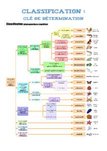 Classification : Clé de détermination Classification (phylogénétique simplifiée) 