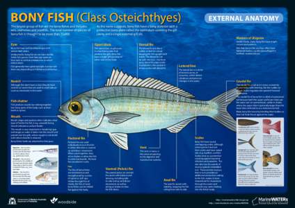 Bony Fish (Class Osteichthyes) The largest group of fish are the bony fishes and includes eels, seahorses and pipefish. The total number of species of bony fish is thought to be more than 15,000.  EXTERNAL ANATOMY