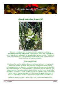 Dendrophylax fawcettii  Dendrophylax fawcettii Bladloze orchideeën zijn mysterieus, zelden gezien en toch zijn er verschillende soorten! Het geslacht Dendrophylax kreeg mijn aandacht na een vraag van een collega die op 