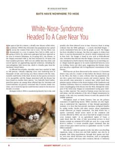 BY MOLLIE MATTESON  BATS HAVE NOWHERE TO HIDE White-Nose-Syndrome Headed To A Cave Near You